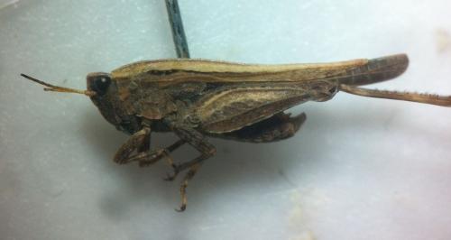 Réf. 190 445 : Tetrix undulata