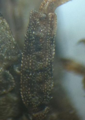 Tetrix undulata