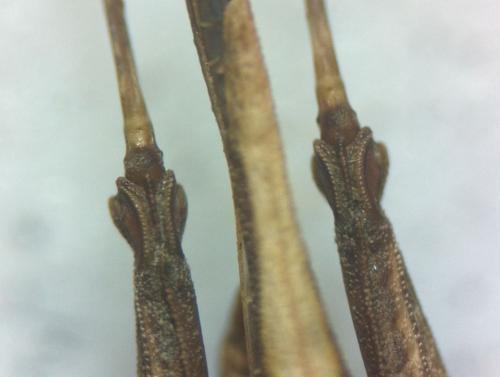 Tetrix undulata