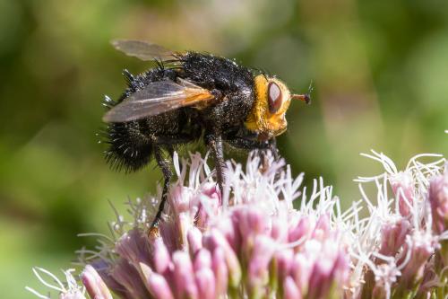 Réf. 190 624 : Tachina grossa