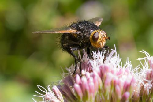 Réf. 190 625 : Tachina grossa