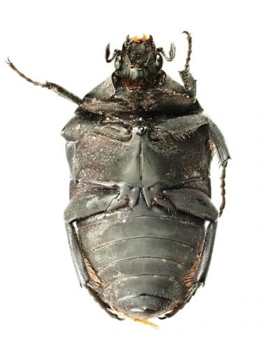 Gymnetis holosericea