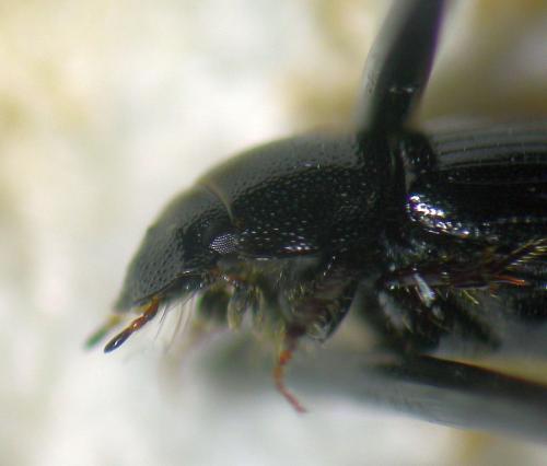 Aphodiinae
