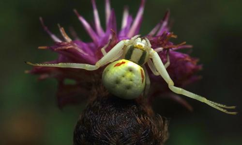Misumena vatia