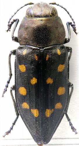 Trachypteris picta decostigma