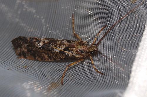 Agrypnia varia