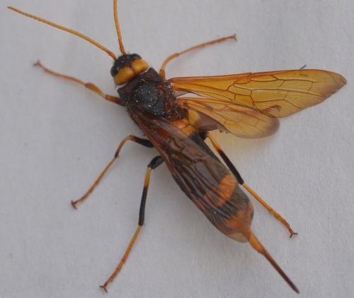 Réf. 190 867 : Urocerus augur