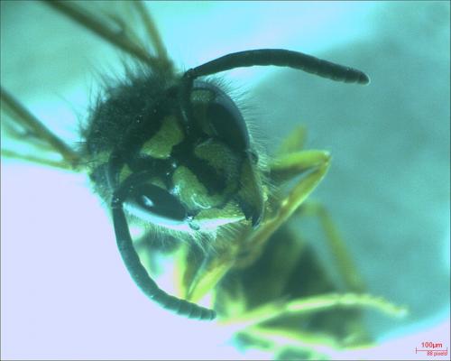 Réf. 190 315 : Vespula vulgaris