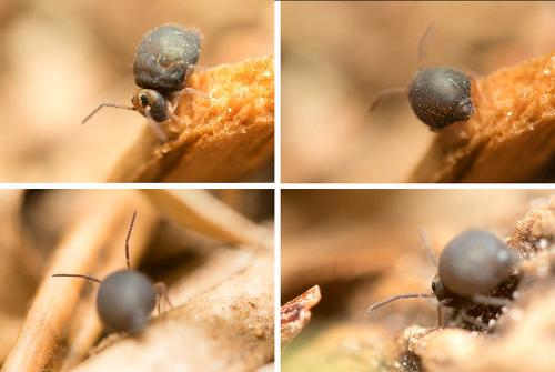Bourletiella hortensis
