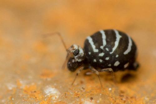 Fasciosminthurus quinquefasciatus