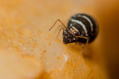 Fasciosminthurus quinquefasciatus