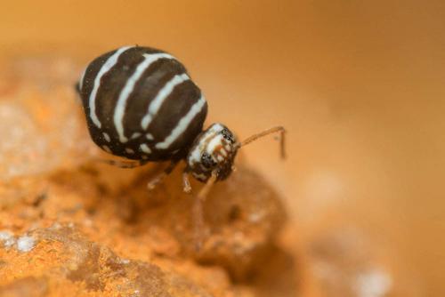 Fasciosminthurus quinquefasciatus