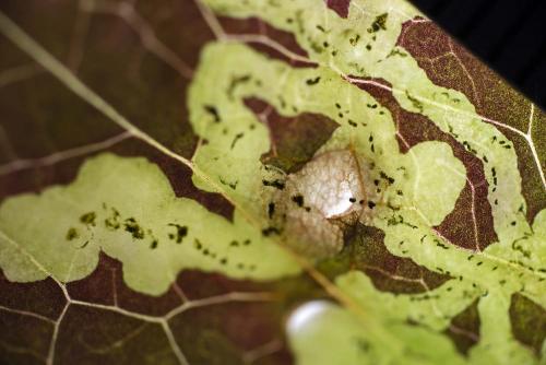 Phytomyza minuscula