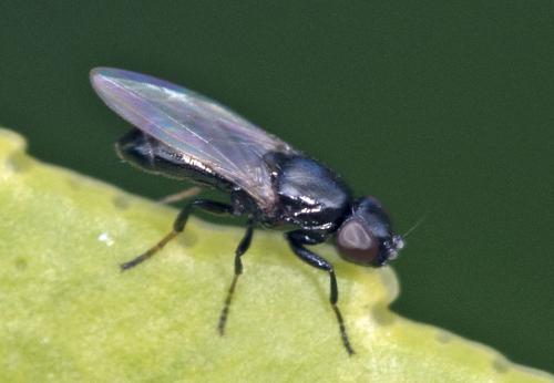 Madiza glabra