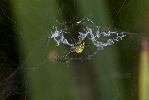 Réf. 190 913 : Cyrtophora sp.