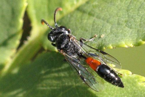 Mimesa grandii