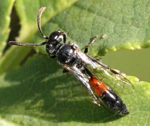Mimesa grandii
