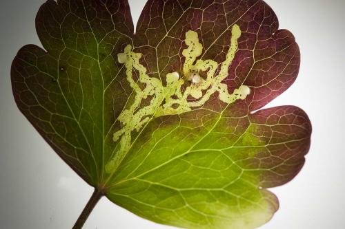 Phytomyza minuscula