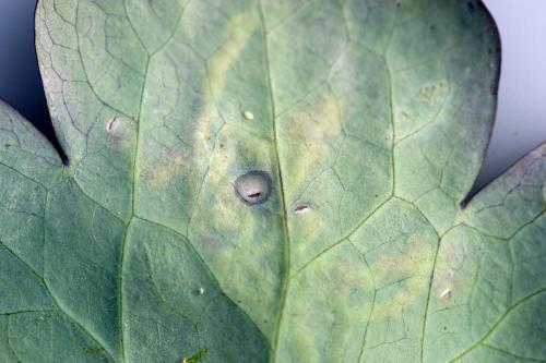 Phytomyza minuscula