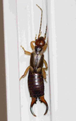 Forficula auricularia