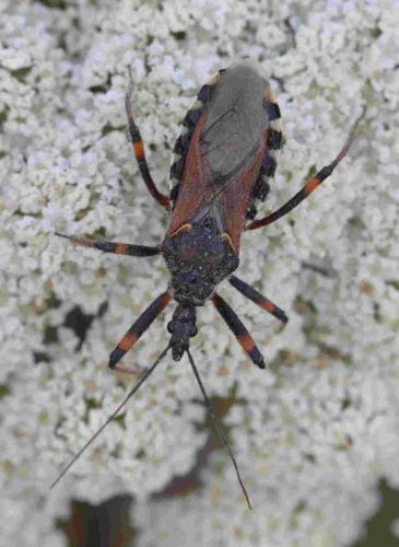 Rhynocoris sp.
