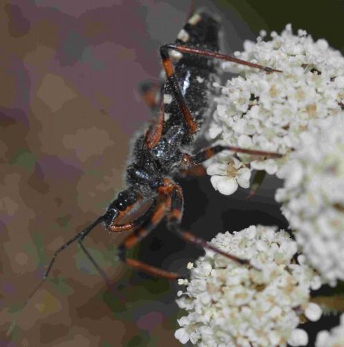 Rhynocoris sp.