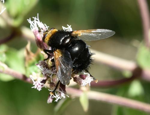 Réf. 190 147 : Tachina grossa
