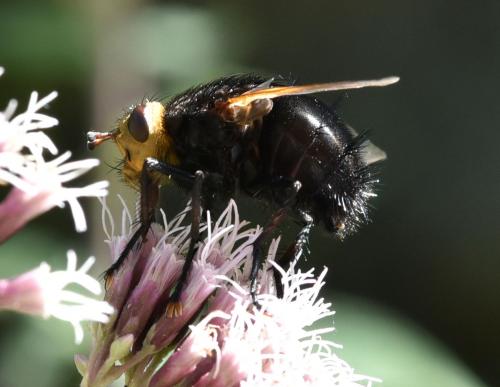 Réf. 190 149 : Tachina grossa