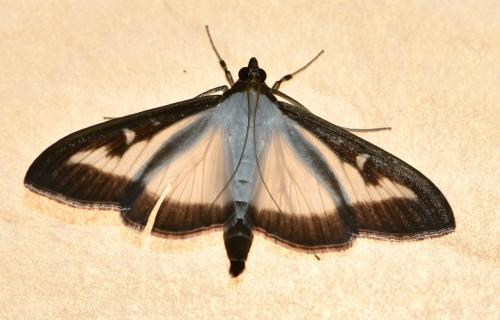Réf. 190 815 : Cydalima perspectalis
