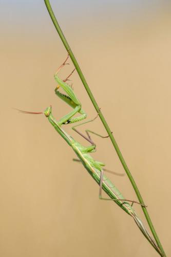 Mantis religiosa