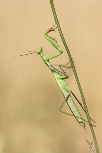 Réf. 190 441 : Mantis religiosa