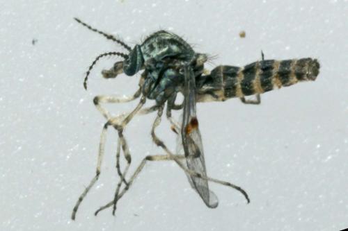 Dasyhelea sp.