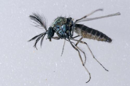 Dasyhelea sp.