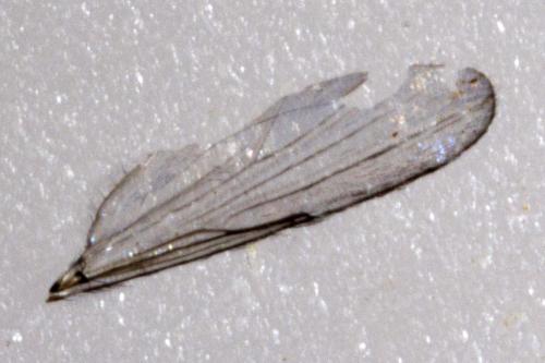 Dasyhelea sp.