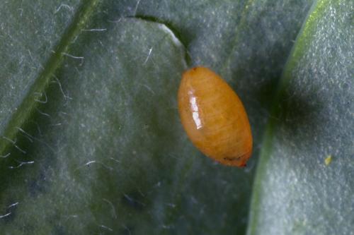 Phytomyza minuscula