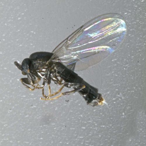Coboldia fuscipes