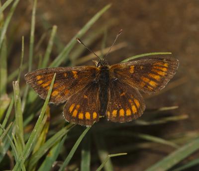 Melitaea sp.