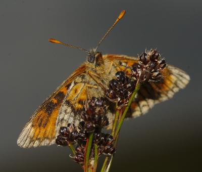 Réf. 190 674 : Melitaea sp.