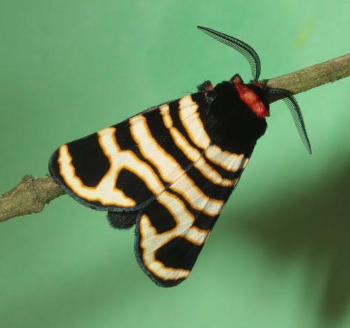 Arctia festiva