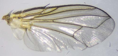 Demoticus plebejus
