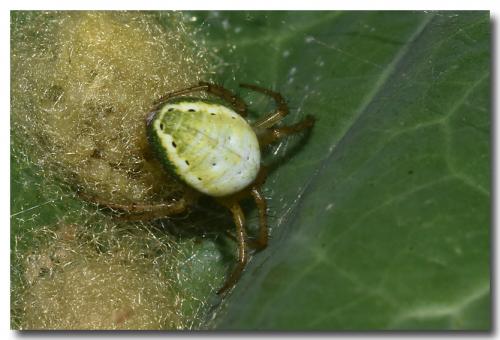Araniella sp.