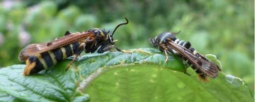 Réf. 190 330 : Pennisetia hylaeiformis