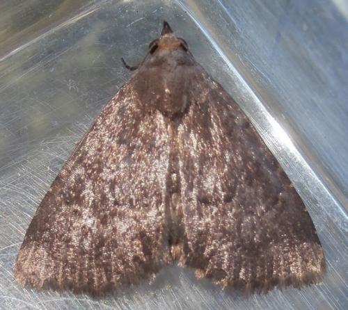 Anthracia ephialtes