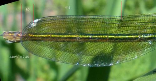 Calopteryx xanthostoma