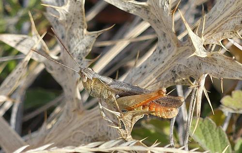 Chorthippus sp.