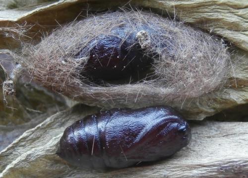 Diaphora mendica