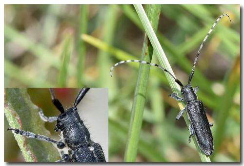 Agapanthia cardui