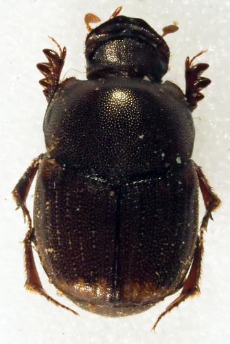Milichus sp.