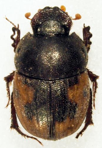 Onthophagus bituberculatus