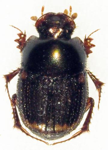 Réf. 190 199 : Onthophagus sp.